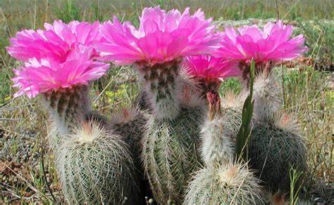 Oklahoma Cactus